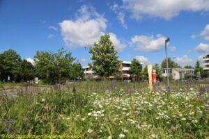 Stadtgrün im Spannungsfeld