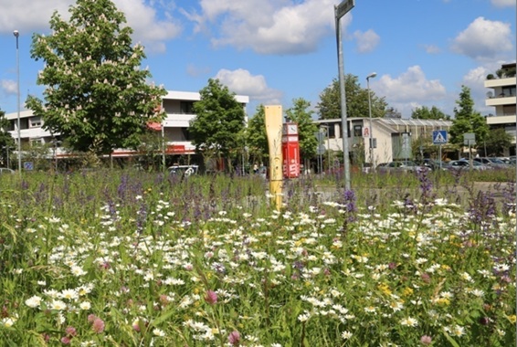 Naturnahe Grünflächenpflege der Stadtgärtnerei